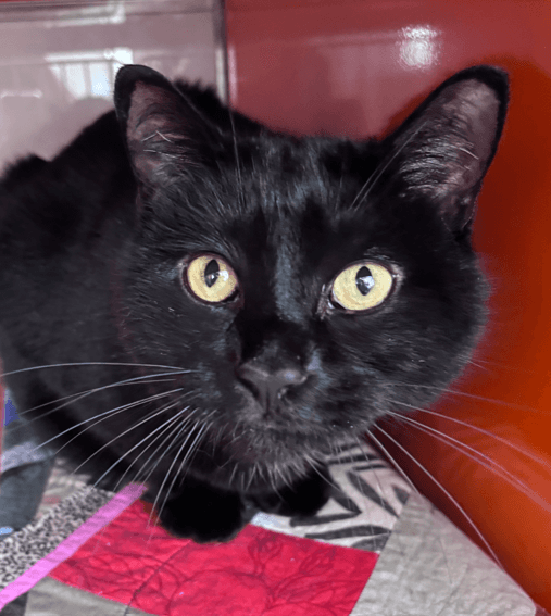 LYNX - Manx cat available for adoption at AARCS in Calgary (1 of 5)