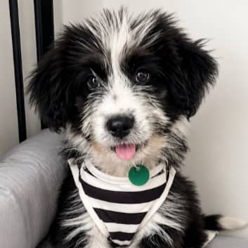 MALIBU - Collie, Rough Mixed available for adoption at AARCS in Calgary (1 of 5)