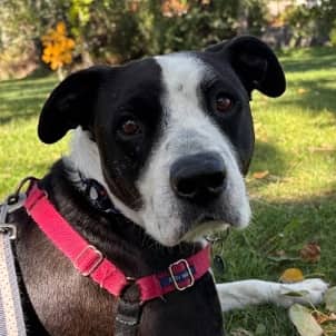 MAX - Terrier, Pit Bull Mixed available for adoption at AARCS in Calgary (1 of 6)