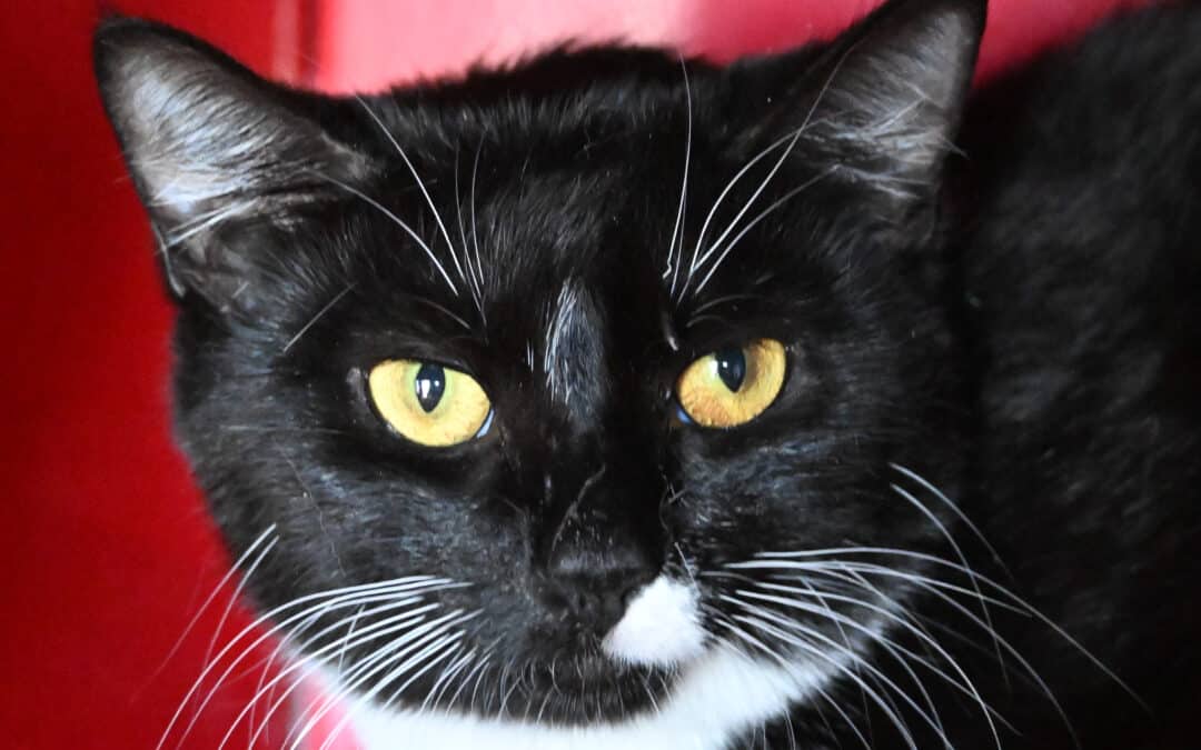MERINO - Domestic Short Hair cat available for adoption at AARCS in Calgary (1 of 4)