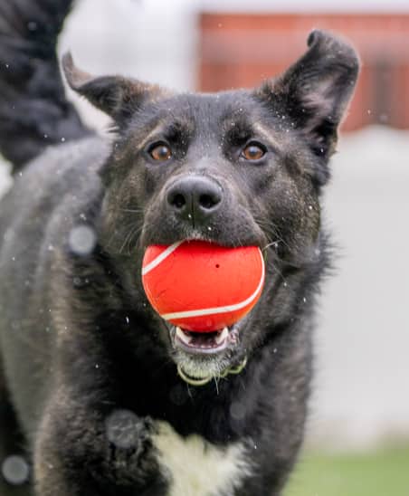 MISHKA - Alaskan Husky Mixed available for adoption