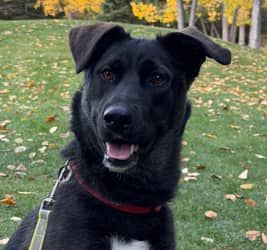 MISHKA - Alaskan Husky Mixed available for adoption