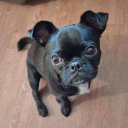 MISTER - Pug Mixed available for adoption at AARCS in Calgary (1 of 6)
