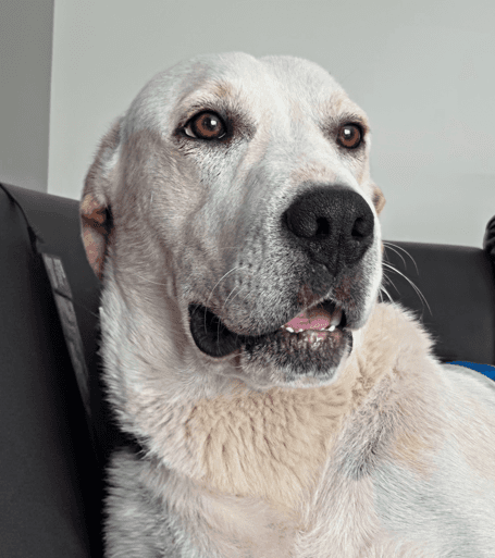 MOBLEE - Labrador Retriever mixed available for adoption at AARCS in Calgary (1 of 6)