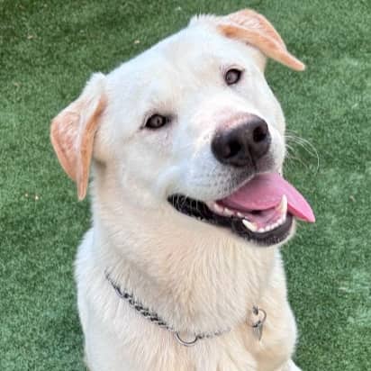 MORGAN - Shepherd Mixed available for adoption
