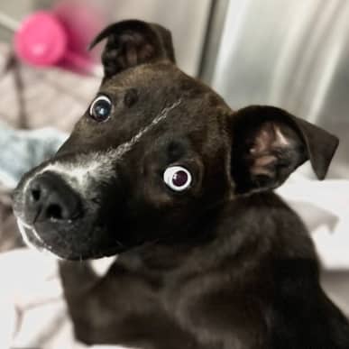 NEMO - Siberian Husky Mixed available for adoption