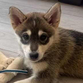 NILLA - Alaskan Husky Mixed available for adoption