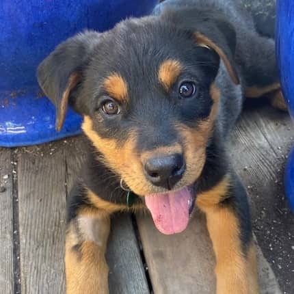 NITRO - Rottweiler Mixed available for adoption