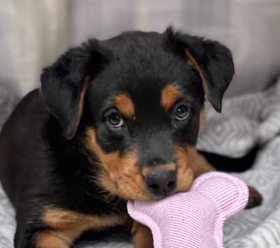 NITRO - Rottweiler Mixed available for adoption