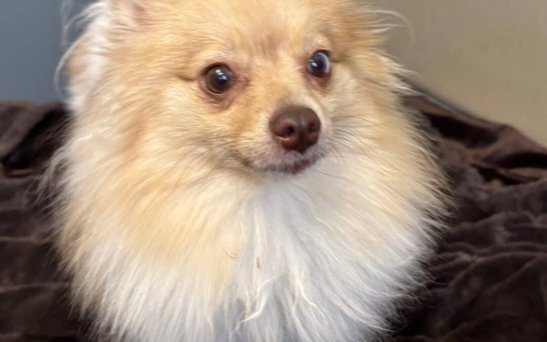 ODYSSEY - Pomeranian Mixed available for adoption at AARCS in Calgary