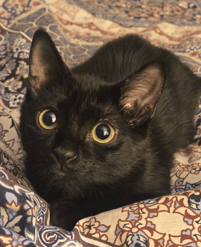 OPAL - Domestic Short Hair cat available for adoption at AARCS in Calgary (1 of 6)
