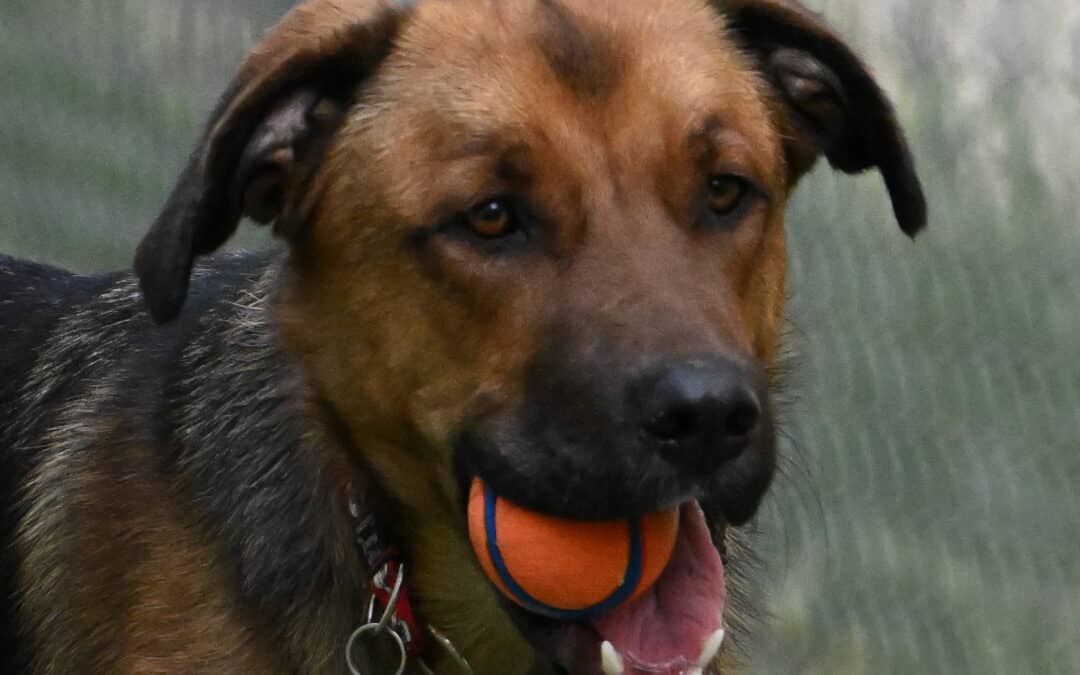 OZZY - German Shepherd mixed available for adoption at AARCS in Calgary