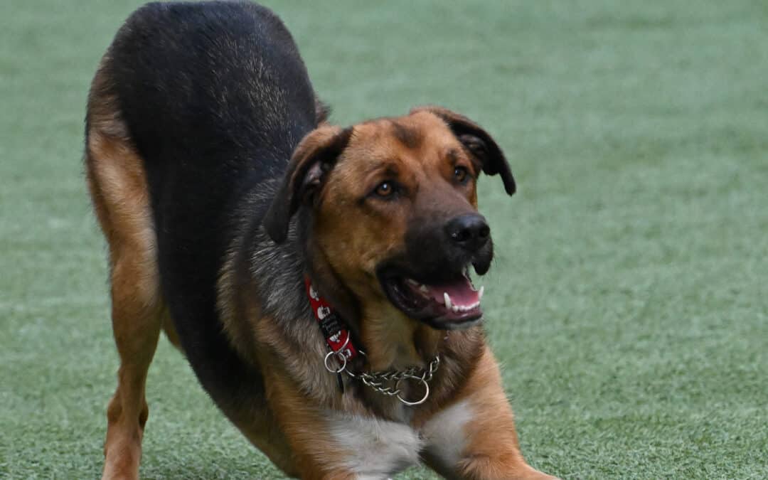 OZZY - German Shepherd mixed available for adoption at AARCS in Calgary