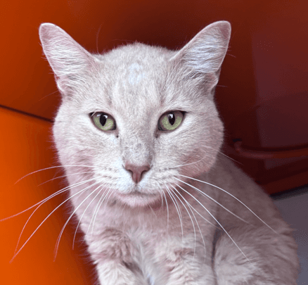 PEACH - Domestic Short Hair cat available for adoption at AARCS in Calgary (1 of 3)