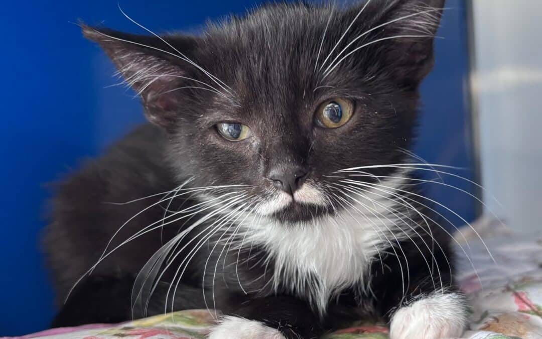PEEP - Domestic Short Hair cat available for adoption at AARCS in Calgary (1 of 3)