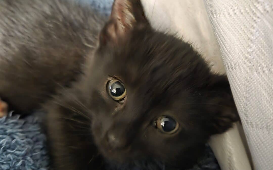 POKER - Domestic Short Hair cat available for adoption at AARCS in Calgary (1 of 3)
