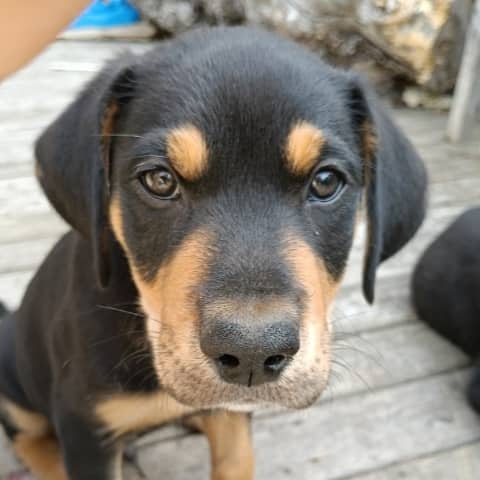 POMELO - Rottweiler Mixed available for adoption at AARCS in Calgary (1 of 5)