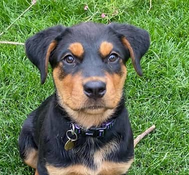 REIGN - Rottweiler Mixed available for adoption in Alberta