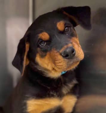 REIGN - Rottweiler Mixed available for adoption at AARCS in Calgary (1 of 6)