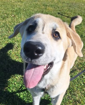 RITZ - Shepherd Mixed available for adoption