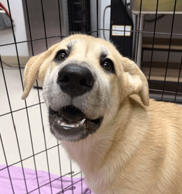 RITZ - Shepherd Mixed available for adoption at AARCS in Calgary (1 of 6)
