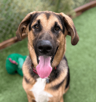 RUBBLE - German Shepherd mixed available for adoption