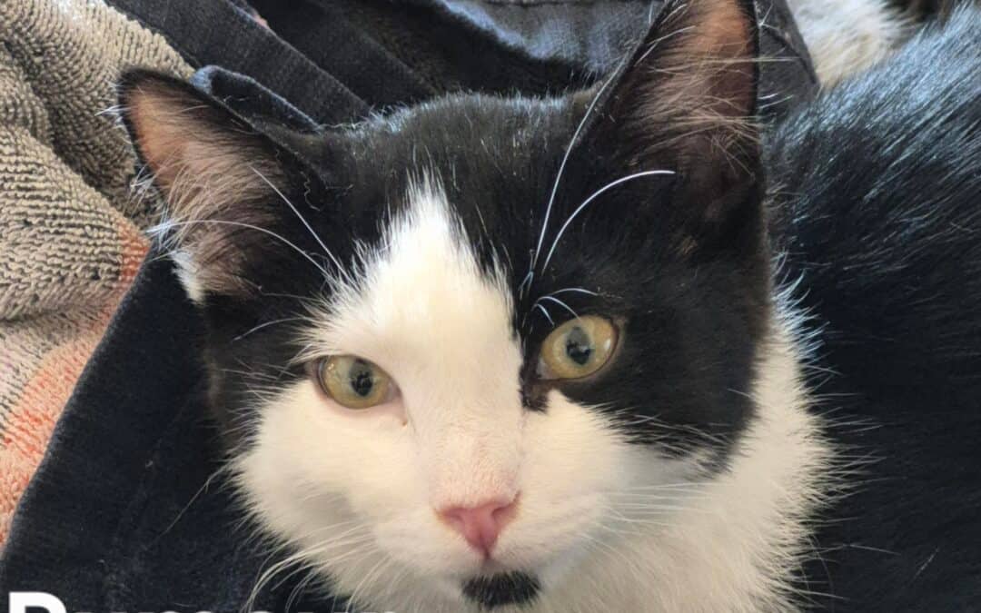 RUMOUR - Domestic Short Hair cat available for adoption at AARCS in Calgary