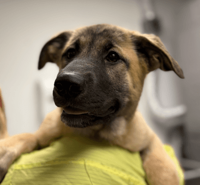 RYVITA - Shepherd Mixed available for adoption at AARCS in Calgary (1 of 4)