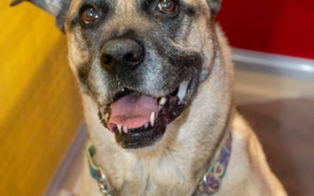 SABLE - Shepherd Mixed available for adoption at AARCS in Calgary (1 of 6)