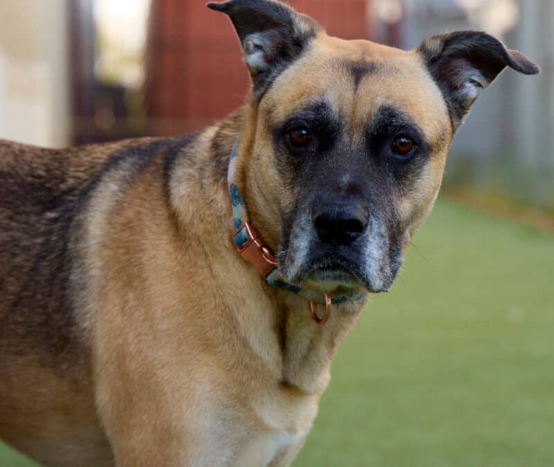 SABLE - Shepherd Mixed available for adoption
