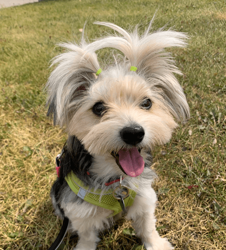SEAL - Yorkshire Terrier Mixed available for adoption at AARCS in Calgary (1 of 6)