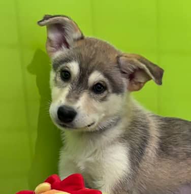 SHERBET - Alaskan Husky Mixed available for adoption