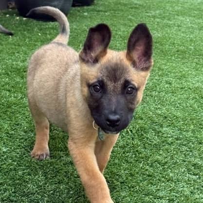 SINCERE - German Shepherd Mixed available for adoption
