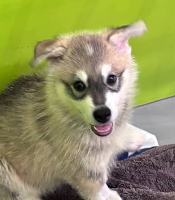 SWIRL - Alaskan Husky Mixed available for adoption at AARCS in Calgary (1 of 5)