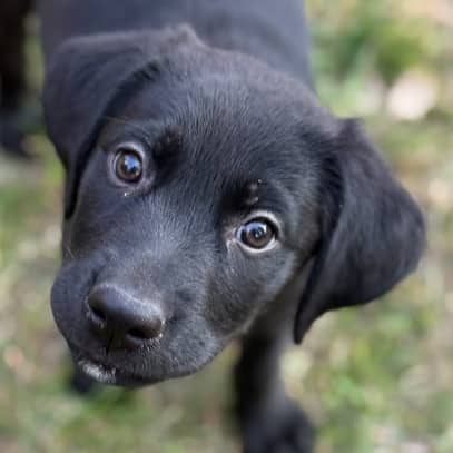 TANGERINE - Rottweiler Mixed available for adoption