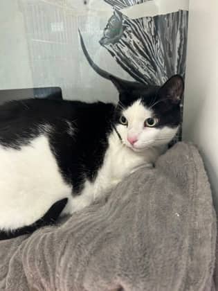TEEDA - Domestic Short Hair cat available for adoption at AARCS in Calgary