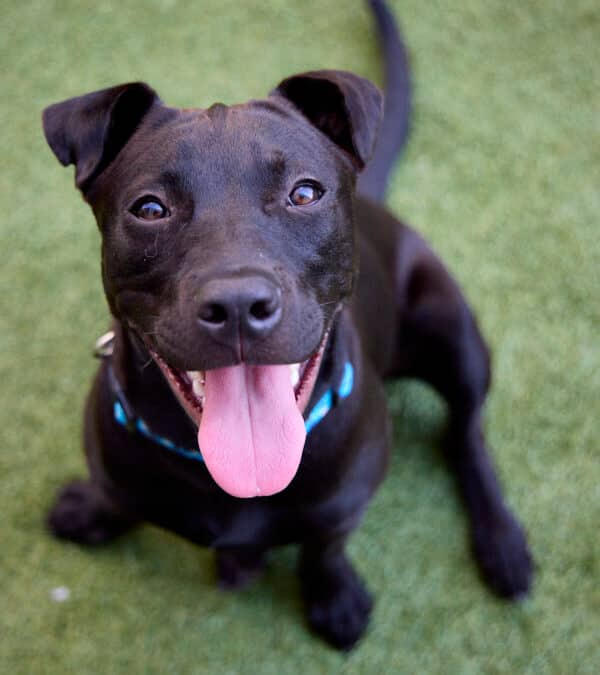 TEENY - Terrier, Pit Bull Mixed available for adoption at AARCS in Calgary