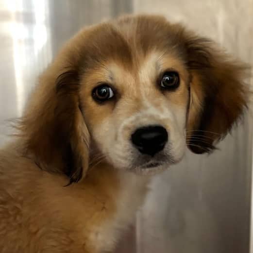 TITO - Collie, Rough Mixed available for adoption at AARCS in Calgary (1 of 6)