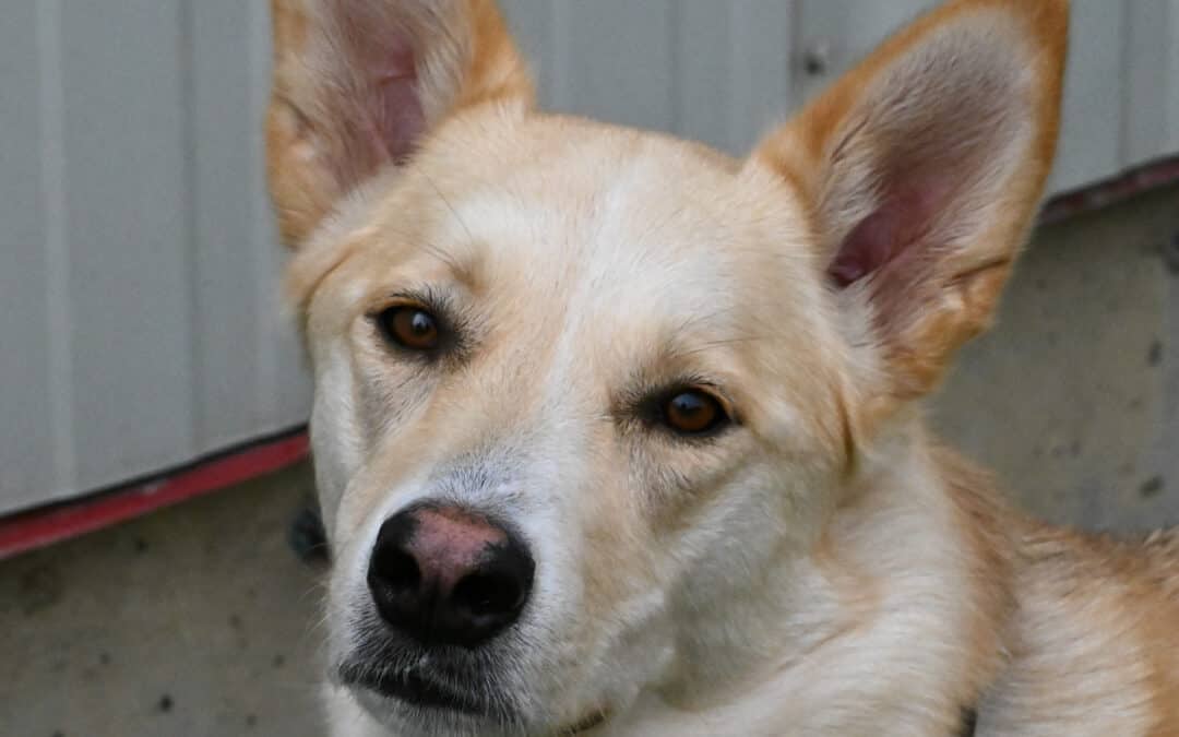 TRUE - Alaskan Husky Mixed available for adoption