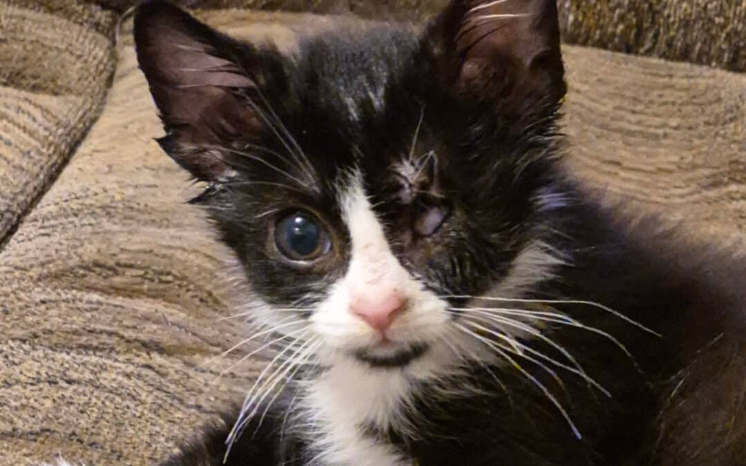 UNO - Domestic Short Hair cat available for adoption at AARCS in Calgary