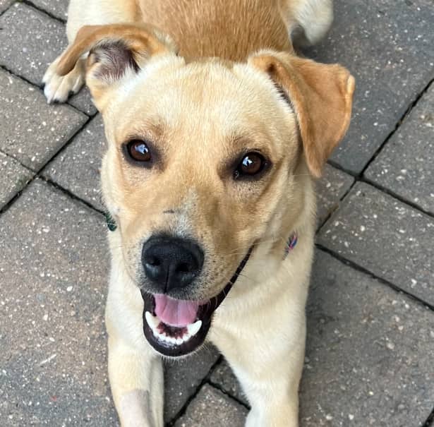 ARCHIE - Labrador Retriever mixed available for adoption