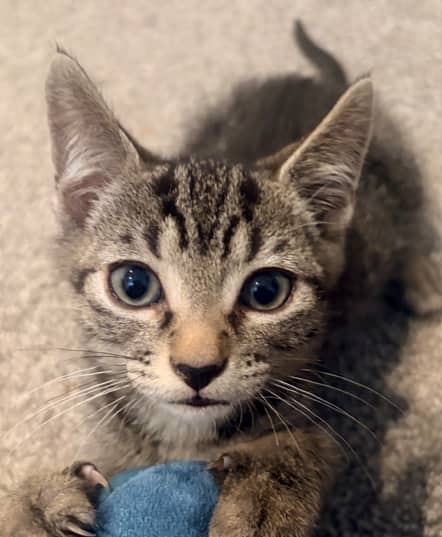 BAIRD - Domestic Short Hair cat available for adoption at AARCS in Calgary (1 of 4)
