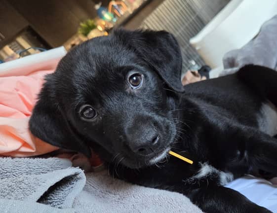 Banana - Rottweiler Mixed available for adoption at AARCS in Calgary (1 of 6)