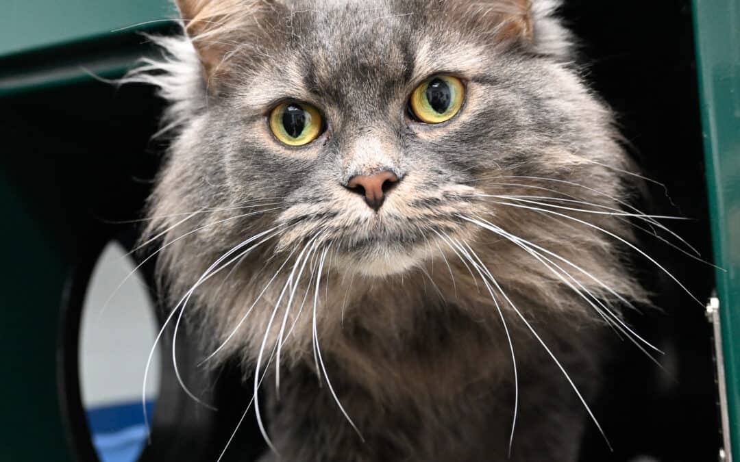 BANDIT - Domestic Long Hair cat available for adoption at AARCS in Calgary (1 of 4)
