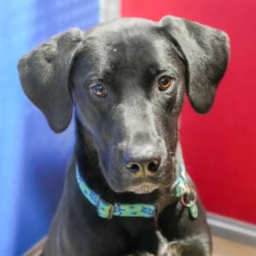 BEAUREGARD - Labrador Retriever mixed available for adoption at AARCS in Calgary (1 of 6)
