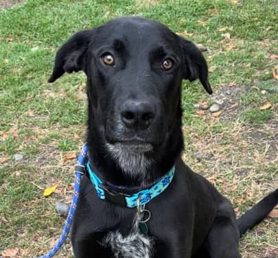 BEAUREGARD - Labrador Retriever mixed available for adoption