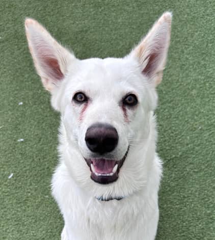 BERNIE - Siberian Husky Mixed available for adoption at AARCS in Calgary (1 of 6)