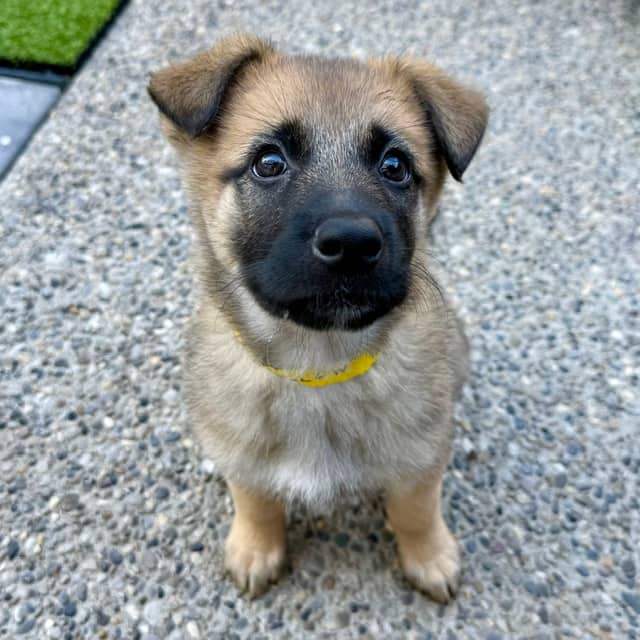 BILLOW - German Shepherd mixed available for adoption at AARCS in Calgary