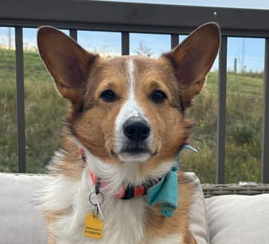 BLU - Welsh Corgi, Pembroke Mixed available for adoption at AARCS in Calgary (1 of 4)