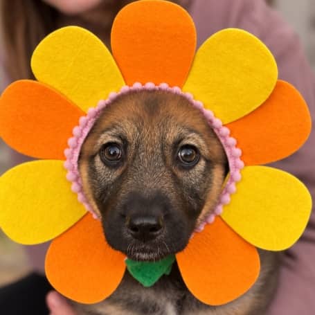 BREEZE - German Shepherd Mixed available for adoption in Alberta